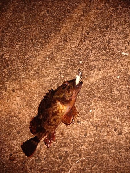 シーバスいないから根魚