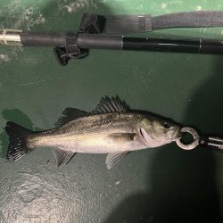 船の灯りのセイゴ釣り