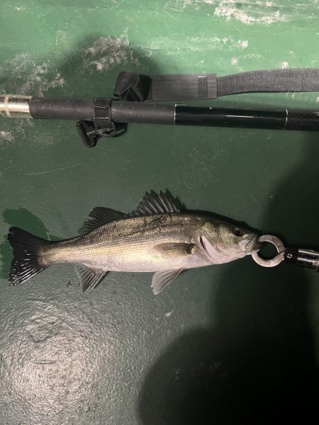 船の灯りのセイゴ釣り