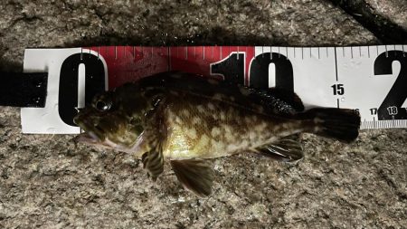 強風で厳しい中なんとかガシラ一匹