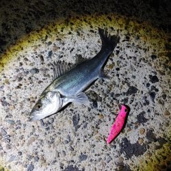 久しぶりにシーバス