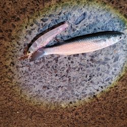 シーバスは釣れませんでしたが