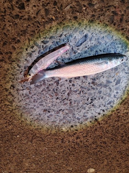 シーバスは釣れませんでしたが