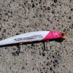 30cmのシーバスです(^^)