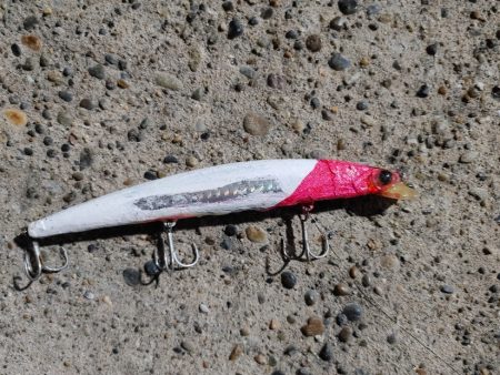 30cmのシーバスです(^^)