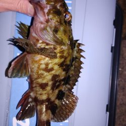 メバリングからガシリング