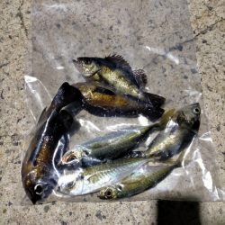 今年初釣りは離島から