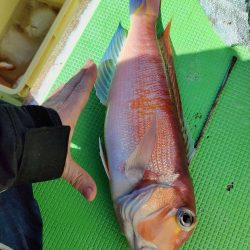 ライトアマダイ◎一俊丸