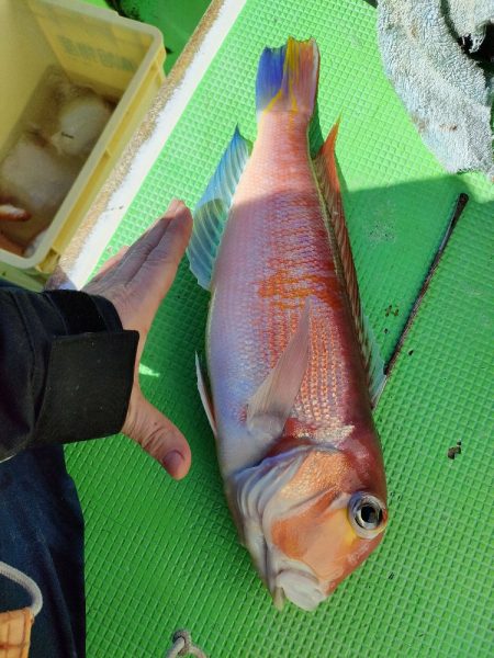 ライトアマダイ◎一俊丸