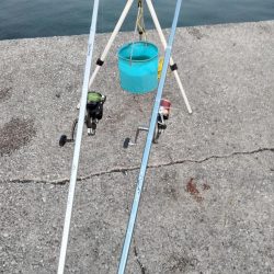 アイナメとフグ