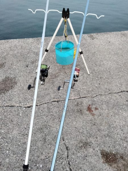 アイナメとフグ