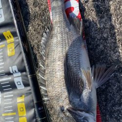 チヌ釣り