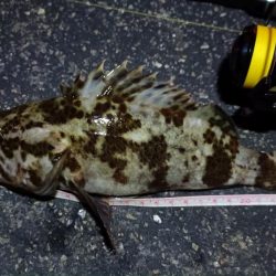 2024/03/02 南港ライトゲーム釣行 (根魚狙い)