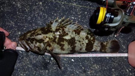 2024/03/02 南港ライトゲーム釣行…