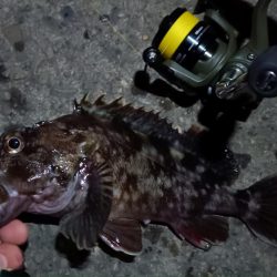 2024/03/04 南港ライトゲーム釣行 (根魚狙い)