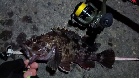 2024/03/04 南港ライトゲーム釣行…