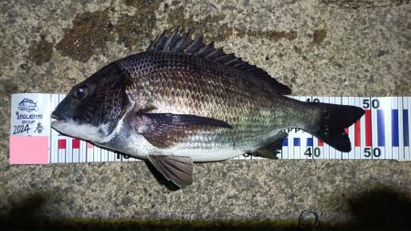 2024/03/06 南港ヘチ釣り釣行