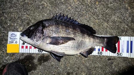 2024/03/07 南港ヘチ釣り釣行