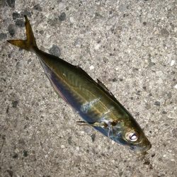 寒くても海は熱く