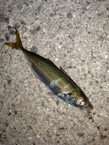 寒くても海は熱く