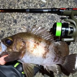 2024/03/10 南港ライトゲーム釣行 (ロックフィッシュ狙い)