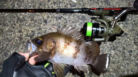 2024/03/10 南港ライトゲーム釣行…