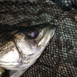 1ヶ月振りのシーバス釣行…