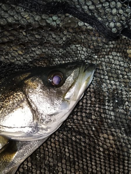 1ヶ月振りのシーバス釣行…