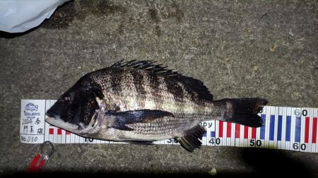 2024/03/16 南港ヘチ釣り釣行（歳…