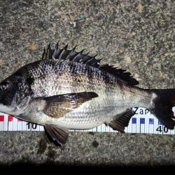 2024/03/17 南港ヘチ釣り釣行