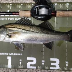 久しぶりの釣行とハードブルテスト