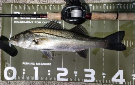 久しぶりの釣行とハードブルテスト