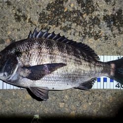 2024/03/18 南港ヘチ釣り釣行