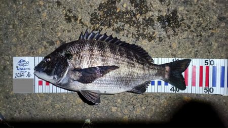 2024/03/18 南港ヘチ釣り釣行