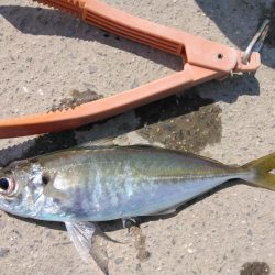 久しぶりの釣行