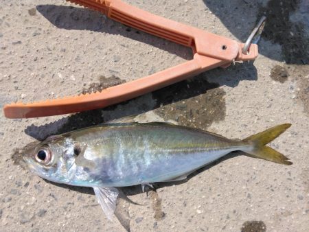 久しぶりの釣行