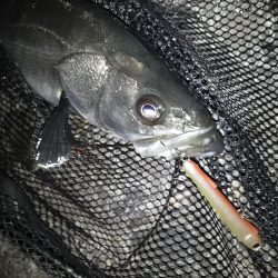 寒いので30分だけ…