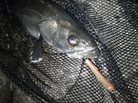 寒いので30分だけ…