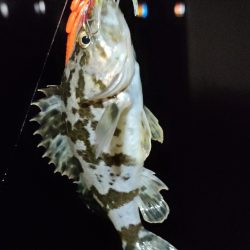 遊んでくれたのはガシラのみ