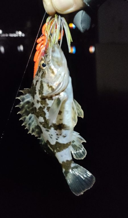 遊んでくれたのはガシラのみ