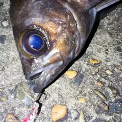 メバルプラッギング