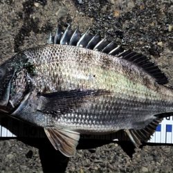 2024/03/27 大阪ヘチ釣り釣行