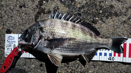 2024/03/27 大阪ヘチ釣り釣行