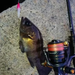 メバルプラッギング