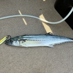 ジギング船サワラ便でサワラ