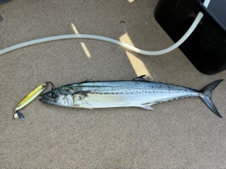 ジギング船サワラ便でサワラ