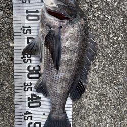 イチノ兄弟！釣果。