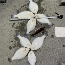 初めての森一　カレイの花