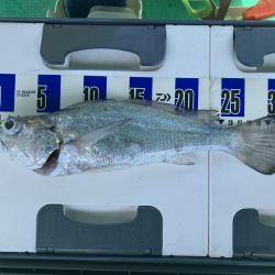 泉州丸さんでクログチ