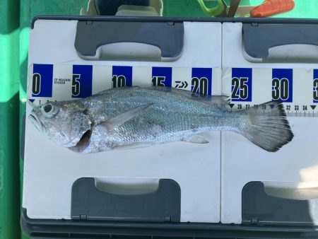 泉州丸さんでクログチ